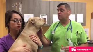 Administering subcutaneous injection in a dog [upl. by Anev10]