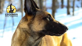 Belgian Malinois Barking and Lunging on Leash [upl. by Thurlow906]