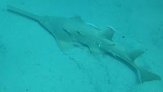 Sawfish swimming through bait 2 sawfish hunting [upl. by Annaitsirhc627]