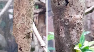 Gecko Perfectly Camouflages Against Tree [upl. by Griffin]