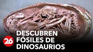 China Descubren fósiles de dinosaurios [upl. by Okihcim]