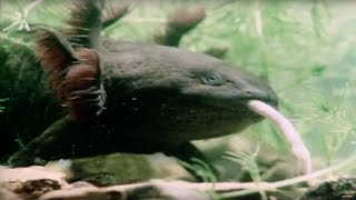 Top 10 WEIRDEST Animals Youve NEVER Seen  BBC Earth Explore [upl. by Nirehtak]