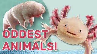 Oddest Animals Weird and wacky adaptations Guinness World Records Wild Things [upl. by Bancroft]