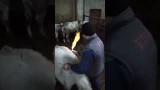 Proof that cows release methane gas into the atmosphere [upl. by Aihseya]