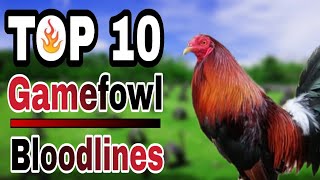 TOP 10 GAMEFOWL BLOODLINES [upl. by Inat433]