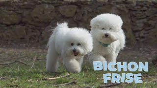 Bichon Frise Dog Breed 101 [upl. by Uzzial]