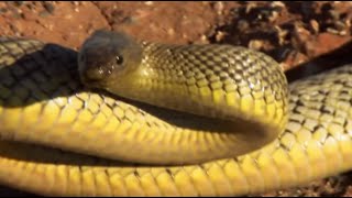 Up Close with the Most Venomous Snake on Earth  Deadly 60  BBC Earth [upl. by Joann92]