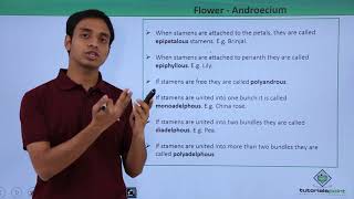 Class 11th – Flower – Androecium  Morphology of Flowering Plants  Tutorials Point [upl. by Yatnuahs976]