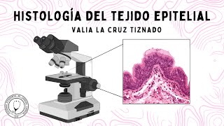 Histología del TEJIDO EPITELIAL clasificación según características función y ubicación [upl. by Ikcin99]