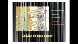 HISTOLOGIE Tissu osseux et ossification [upl. by Rebecca]