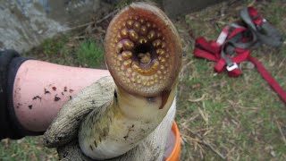 Parasites in the Shallows  Sea Lamprey Monitoring [upl. by Grover]