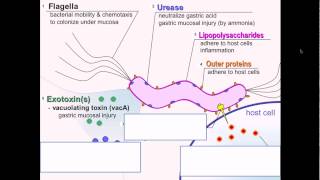 H Pylori Infections Symptoms Tests Treatment amp Complications  Dr Ravindra B S [upl. by Adnarram]