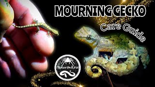 Mourning Gecko Care Guide amp Basic Information [upl. by Sanalda]