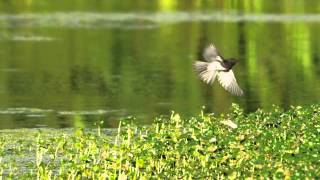 A Black Phoebe Catches a Damselfly [upl. by Akceber]