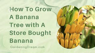 Grow banana tree from banana 🍌🍌🍌 [upl. by Dickenson507]