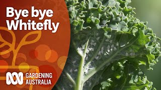 Control whitefly with this threepronged attack  Pest and disease control  Gardening Australia [upl. by Nerahs]