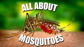 All About MOSQUITOES  Kids News Break [upl. by Kearney]