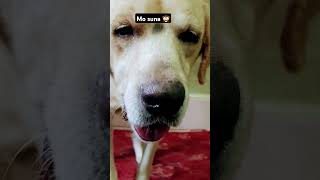 Labrador retriever youtubeshorts dogshorts government newsong lovesong music labradoriteg [upl. by Eerased968]