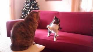 GATTI GIOCANO IN CASA  video divertente [upl. by Eimmas406]