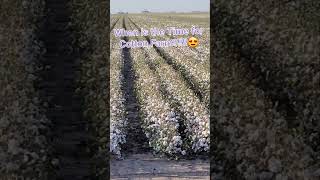 COTTON FARMING In Lubbock Texas [upl. by Wernher]