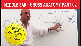 Middle Ear  Gross Anatomy  Part 19 [upl. by Nwahsel]