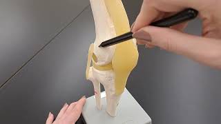 The Knee Joint  Bones and ligaments  Made Easy [upl. by Annahoj]