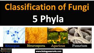 Fungi Classification  5 Phyla with examples fungi biologyexams4u [upl. by Madonna]