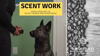 How to Train Your Dog for AKC Scent Work K9 Nose Work [upl. by Oberg835]