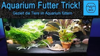 Aquarium Futter Trick  Lebendfutter selber züchten und füttern  JBL Artemio Set  Artemia züchten [upl. by Giarla]