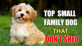 10 Small Dog Breed That Dont Shed  Small Dog breeds for families [upl. by Fitzgerald394]