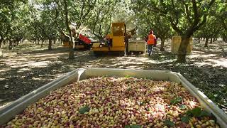 Pistachio Harvest [upl. by Eira]