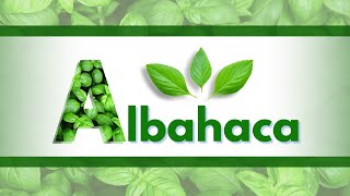 Albahaca Cómo cosechar hojas por más tiempo recoger sus semillas y guardar sus hojas en seco [upl. by Aran]