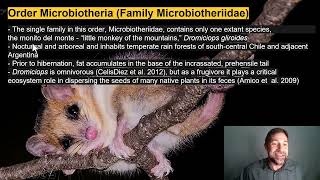 Lecture 22Order Monotremata and Infraclass Metatheria [upl. by Yzdnil363]