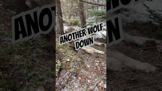 Wolf Trapping The Perfect Catch Trapping With Snares wolftrapping trapping wolves trapping [upl. by Nibot]