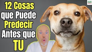 💝 12 COSAS QUE LOS PERROS PUEDEN PREDECIR ANTES QUE TU 💝 [upl. by Shuler]