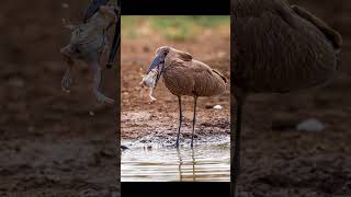 Hungry Hamerkop eating a frog animals nature wildlife birds [upl. by Elwyn]