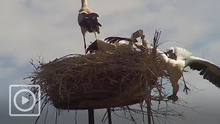 Ooievaarsjong valt uit nest  WILDCAM [upl. by Alrep]