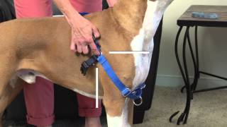 How to Fit and Use the PetSafe® Easy Walk® Harness [upl. by Thunell143]