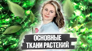 Основные ткани растений  Биология ЕГЭ [upl. by Bilicki241]