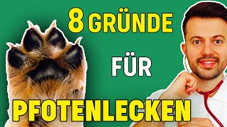 Warum leckt sich mein Hund immer die Pfoten Tierarzt klärt auf [upl. by Serafina]