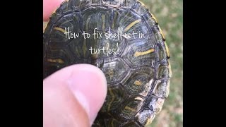 How to fix shell rot injuries and fungal infections in Turtles [upl. by Fenn]