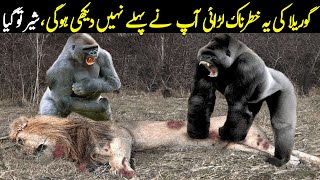 You Have never Seen This Gorilla Vs Lion Fight Before  Planet Earth [upl. by Maffa619]