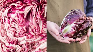 Coltivare il radicchio [upl. by Damle]