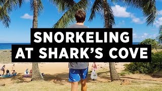 Snorkeling at Sharks Cove Oahu an underwater paradise [upl. by Pembrook480]