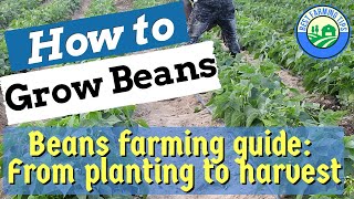 How to grow BEANS Beans farming guide for beginners  from planting to harvest [upl. by Alida]