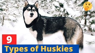 9 Types of Huskies Which Husky would be suitable for you [upl. by Notsla]