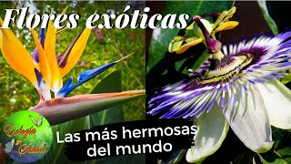 FLORES EXÓTICAS LAS MÁS HERMOSAS DEL MUNDO [upl. by Panter]