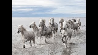 National Geographic Documentary  Horses  Amazing Story about this wonderful creature [upl. by Ramso]