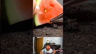 Growing Watermelon From Seed Time Lapse 🍉 shorts [upl. by Zailer906]