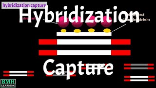 Hybridization Capture  Target Enrichment [upl. by Lux]